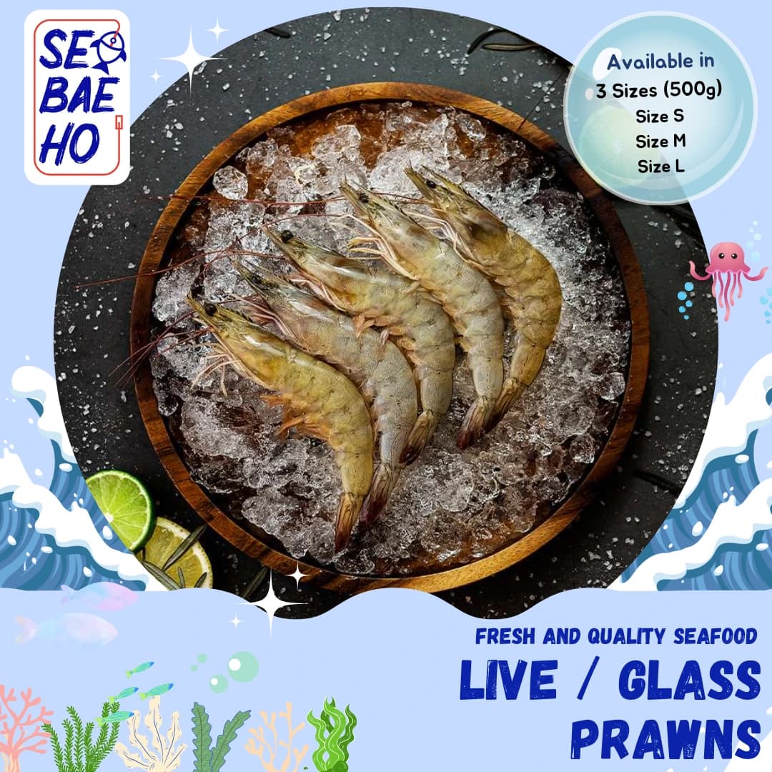 Live Glass Prawns