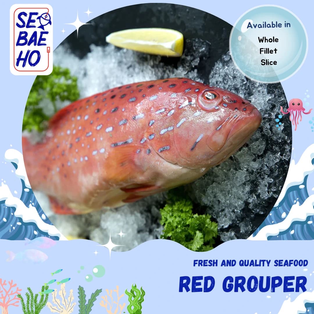 Red Grouper