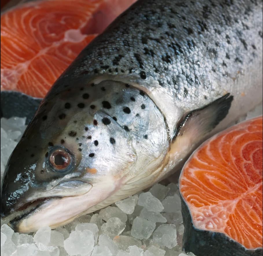 Salmon Head