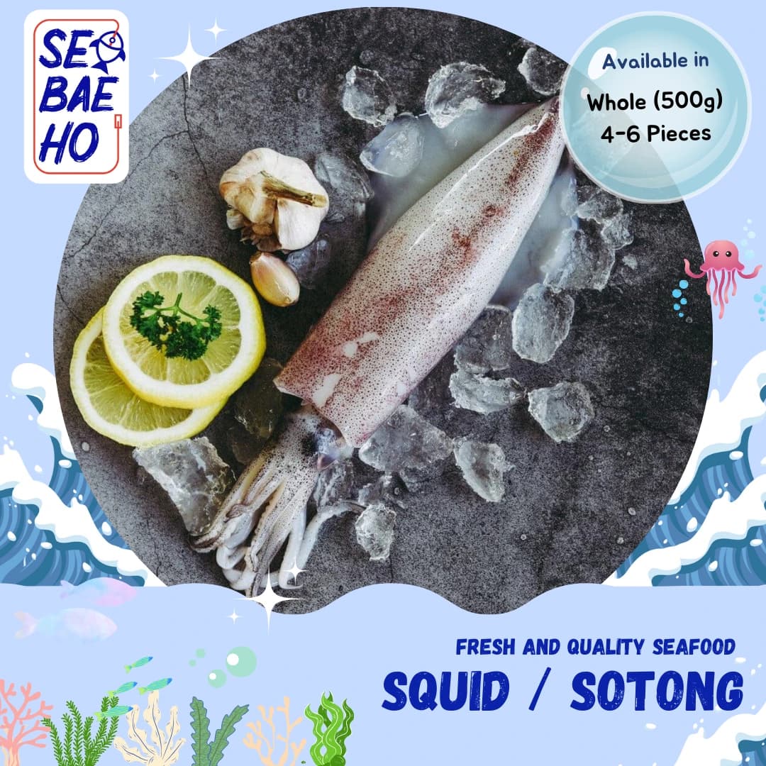 Squid (Sotong)